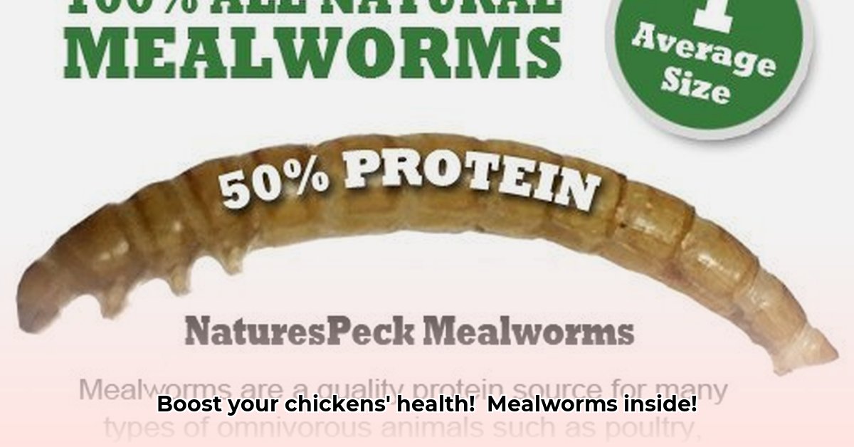 mealworms-for-chickens-tractor-supply